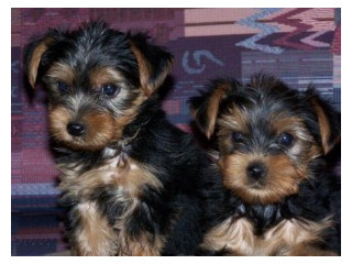 Cățeluși Yorkie masculi și femele