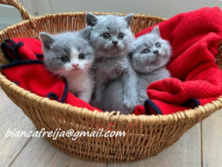 Cupe tinere British Shorthair pisoi