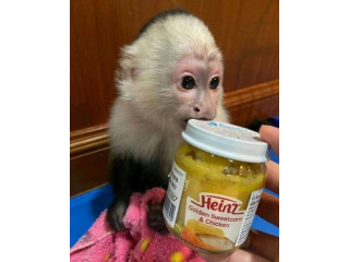 Uimitoare maimuță capucină de vânzare