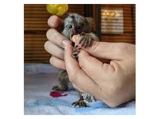 Femela maimuță marmoset disponibil