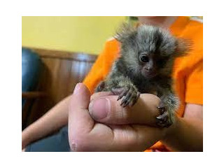 Maimuțe marmoset afectuoase de vânzare