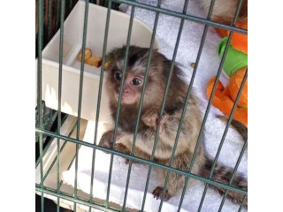 Maimuțe marmoset uimitoare disponibile