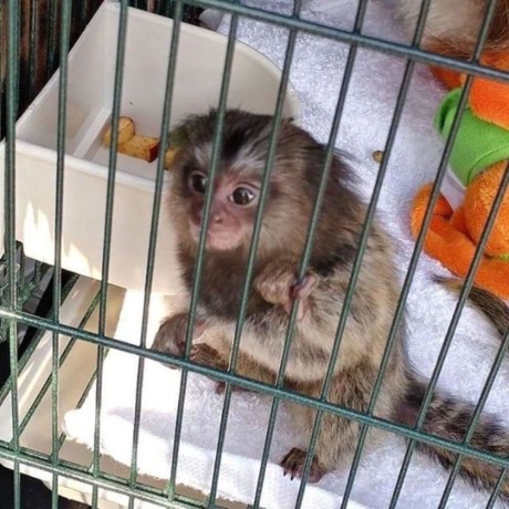 maimute-marmoset-uimitoare-disponibile-big-0