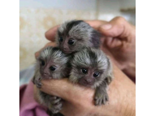 Maimuțe marmoset crescute acasă de vânzare