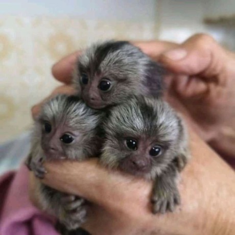 maimute-marmoset-crescute-acasa-de-vanzare-big-0