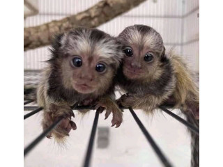 Pui de maimuțe marmoset minunate disponibile