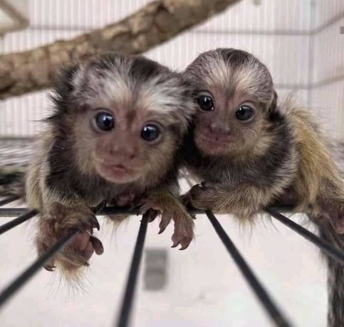 pui-de-maimute-marmoset-minunate-disponibile-big-0