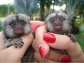 maimuta-marmoset-sanatoasa-disponibila-small-0