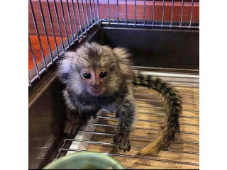 Sunt disponibile pui de maimuță marmoset