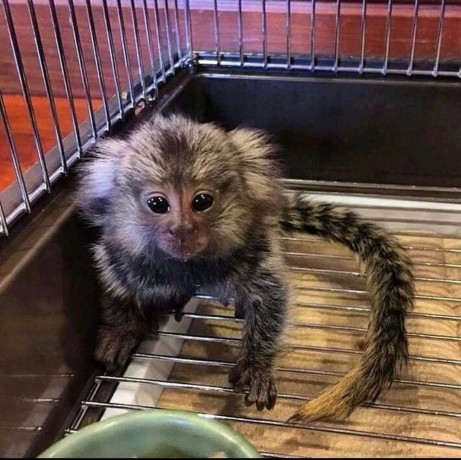 sunt-disponibile-pui-de-maimuta-marmoset-big-0