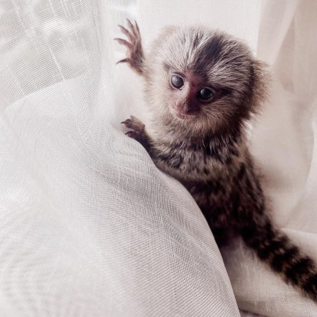 minunate-maimute-marmoset-de-vanzare-big-0