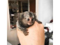 sunt-disponibile-maimute-capucine-si-marmoset-sanatoase-small-0