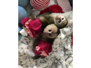 Cele mai drăguțe maimuțe capucine pentru toți iubitorii de animale de companie