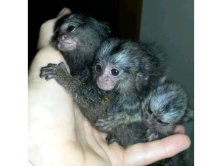 Încântător pui de maimuță marmoset disponibil