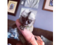 dulce-pui-de-maimuta-marmoset-pentru-o-casa-noua-small-0