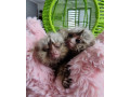 marmoset-maimute-de-vanzare-small-0