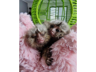 Marmoset maimuțe de vânzare