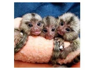Maimuțe marmoset masculine și feminine de vânzare