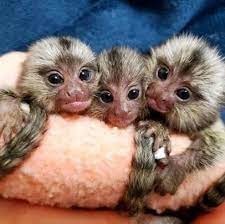 maimute-marmoset-masculine-si-feminine-de-vanzare-big-0