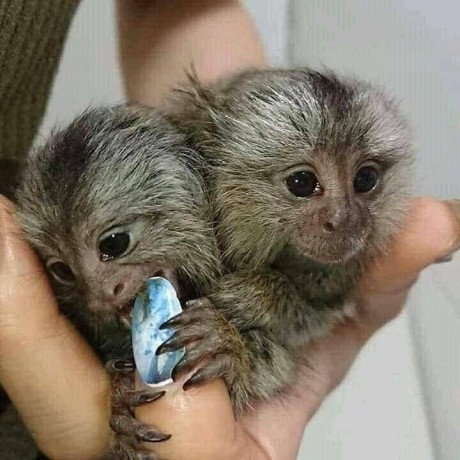 maimute-marmoset-fermecatoare-de-vanzare-big-0