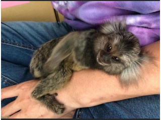 Scutecele dresau pui de maimuță marmoset pentru familii drăguțe.