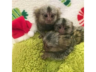 Maimuțe marmoset adorabile de vânzare
