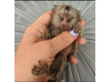 maimute-marmoset-degete-de-vanzare-small-0