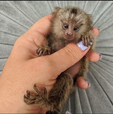 maimute-marmoset-degete-de-vanzare-big-0