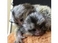 maimute-marmoset-masculine-si-feminine-de-vanzare-small-0