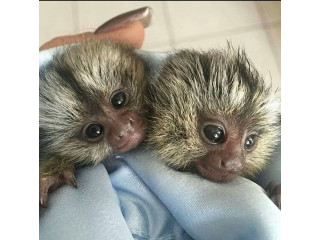 Maimuțe de marmoset fermecătoare de vânzare
