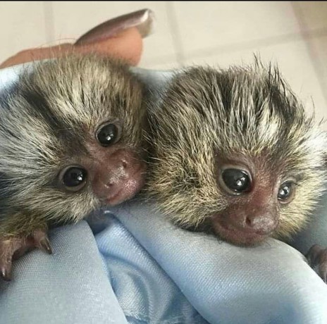 maimute-de-marmoset-fermecatoare-de-vanzare-big-0