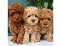 sunt-disponibile-catelusi-draguti-small-0