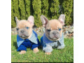 buledogi-francezi-uimitori-de-vanzare-small-0