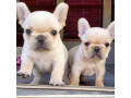 bulldogi-francezi-adorabili-disponibili-small-0