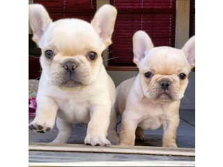 Bulldogi francezi adorabili disponibili