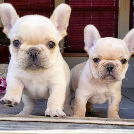 bulldogi-francezi-adorabili-disponibili-big-0