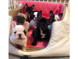 Minunați căței de buldog francez de vânzare