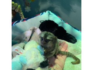 Maimuțe marmoset frumoase disponibile