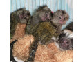 maimute-marmoset-finger-disponibile-small-0