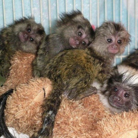maimute-marmoset-finger-disponibile-big-0