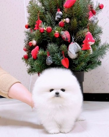 catelusi-pomeranian-frumosi-pentru-o-casa-buna-big-0
