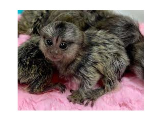 Masculi și femele maimuțe marmoset de vânzare