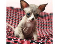 pisicuta-sphynx-de-vanzare-small-0