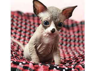 Pisicuță Sphynx de vânzare