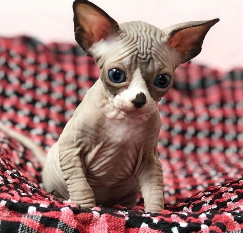 pisicuta-sphynx-de-vanzare-big-0