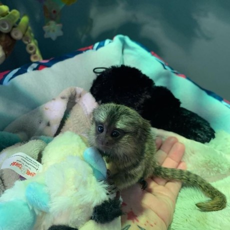masculi-si-femele-degete-maimute-marmoset-gata-pentru-o-noua-casa-big-0