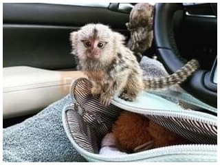 Maimuțe marmoset drăguțe de vânzare