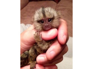 Maimuțe marmoset bine antrenate Maimuțe