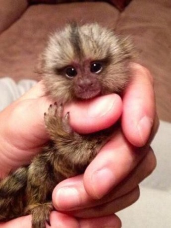 maimute-marmoset-bine-antrenate-maimute-big-0