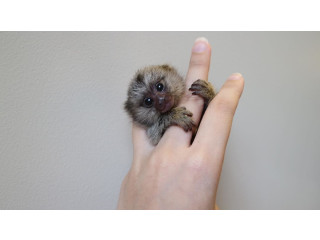 Maimuțe marmoset gata de adopție